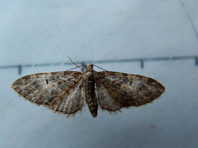 Brindled Pug
